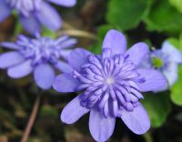 Double flowered blue form